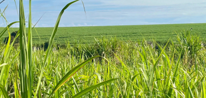 Variedades do CTC elevam produtividade em canaviais da região de Araçatuba (SP)