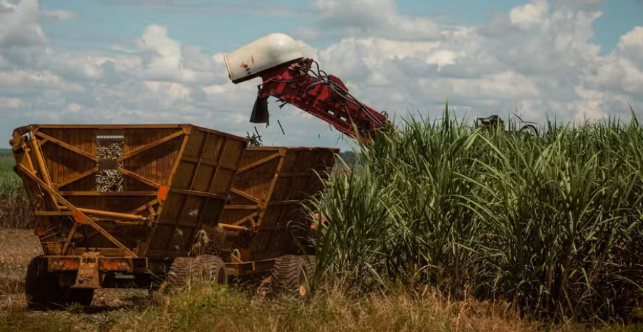 Percentual de cana direcionado para a produção de açúcar tende a recuar de 51% nesta safra para 48% em 2026/27 — Foto: Wenderson Araújo/CNA