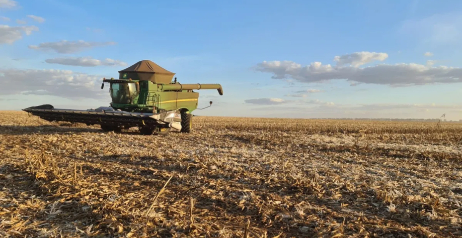 Lavoura de milho em Campo Verde (MT)  • Fernanda Pressinott