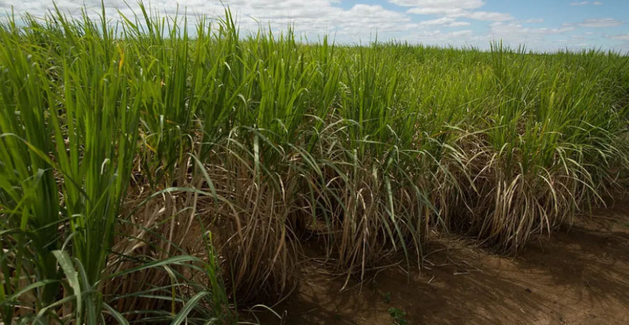 No Nordeste, produtores de cana-de-açúcar estão com dificuldades para investir na manutenção de seus canaviais para a colheita da próxima safra — Foto: Wenderson Araujo/CNA