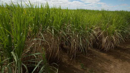 Produtores de cana do Nordeste pedem subvenção após prejuízos com tarifaço dos EUA