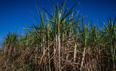 São Martinho aposta em recuperação da produtividade da cana para garantir ajuste em 2026/27