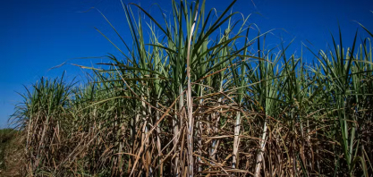São Martinho aposta em recuperação da produtividade da cana para garantir ajuste em 2026/27
