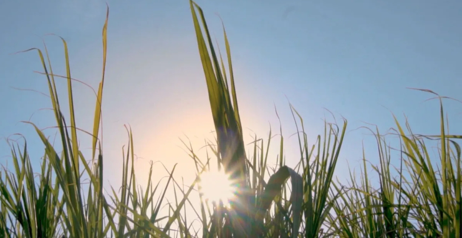 Plantação de cana-de-açúcar para produção de etanol.  Reprodução da matéria