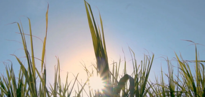 Índia amplia etanol automotivo com Brasil no radar estratégico