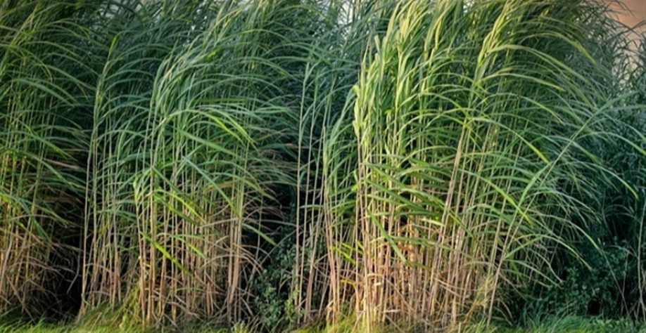 Um dos objetivos é controlar pragas - Foto: Pixabay