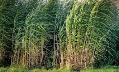 Rotação fortalece produtividade no canavial