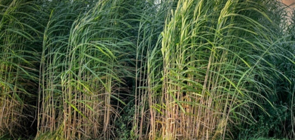 Rotação fortalece produtividade no canavial