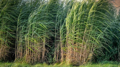 Rotação fortalece produtividade no canavial