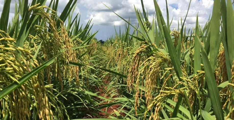 Lavoura de arroz no RS  • Embrapa