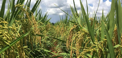 Etanol de arroz é alternativa para equilíbrio de estoques