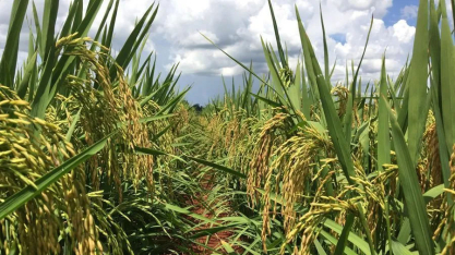 Etanol de arroz é alternativa para equilíbrio de estoques