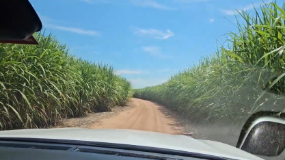 Conferindo um canavial de segundo corte com a variedade CTC 4 na Beggio Lorenzo Agropecuária