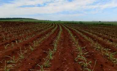 CTC tem lucro recorde na safra e avança em lançamentos