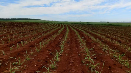 CTC tem lucro recorde na safra e avança em lançamentos