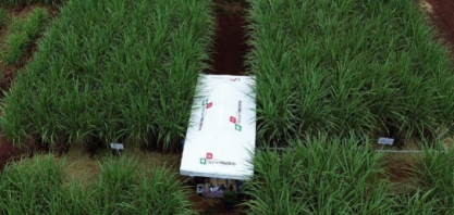 Controle biológico e manejo inteligente impulsionam produtividade nos canaviais durante a Coplacampo 2026