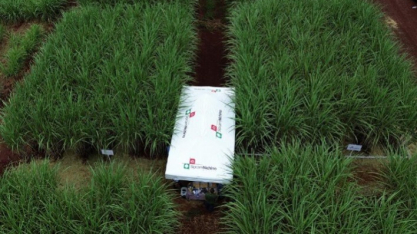 Controle biológico e manejo inteligente impulsionam produtividade nos canaviais durante a Coplacampo 2026