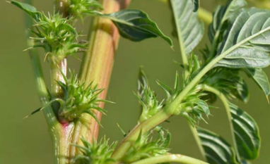 Primeiro foco de caruru-palmeri em São Paulo amplia risco em áreas com cana e grãos