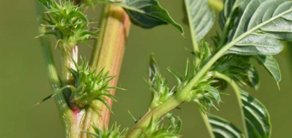 Primeiro foco de caruru-palmeri em São Paulo amplia risco em áreas com cana e grãos