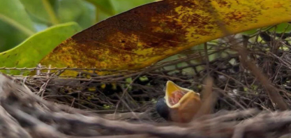 Reserva ambiental em Minas Gerais registra primeiro nascimento de bicudo na natureza