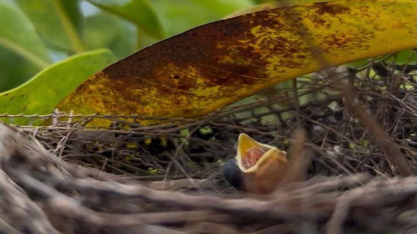 Reserva ambiental em Minas Gerais registra primeiro nascimento de bicudo na natureza