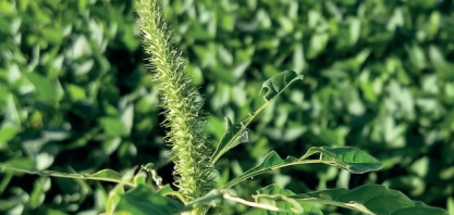 São Paulo institui plano contra caruru gigante após foco