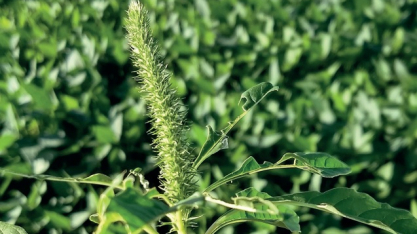 São Paulo institui plano contra caruru gigante após foco