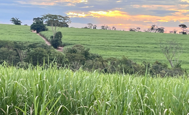 Bioinsumos ganham espaço na cana e reduzem custos