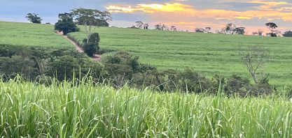 Bioinsumos ganham espaço na cana e reduzem custos