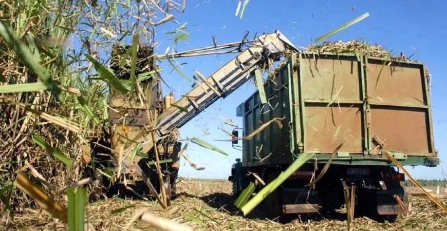 Colheita mecanizada. (granma). Foto:  do site Diário de Cuba  