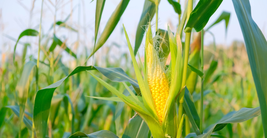 Praga agrícola afeta produtividade do milho e amplia custos de produção no país - Foto: Reprodução