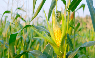 Cigarrinha-do-milho gera prejuízo de US$ 25,8 bilhões à produção brasileira