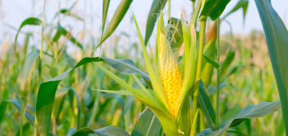 Cigarrinha-do-milho gera prejuízo de US$ 25,8 bilhões à produção brasileira