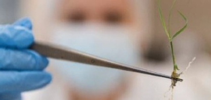 CTC eleva investimentos em P&D a R$ 188,4 milhões na safra 2025/26