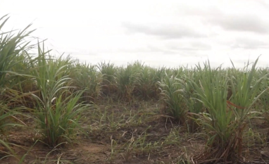 Tecnologia regenerativa reduz em 70% custo de renovação de canaviais no Agreste