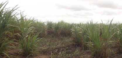 Tecnologia regenerativa reduz em 70% custo de renovação de canaviais no Agreste