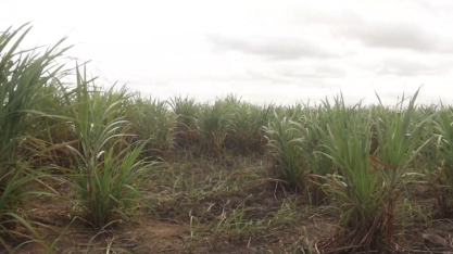 Tecnologia regenerativa reduz em 70% custo de renovação de canaviais no Agreste