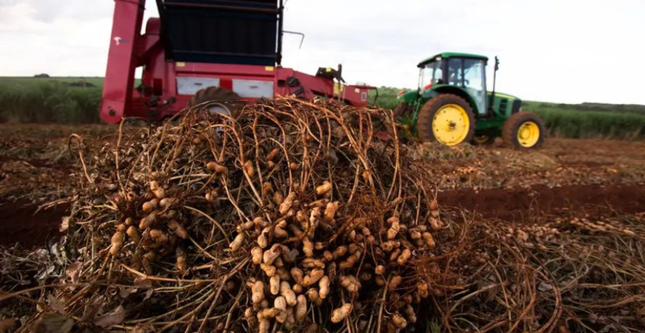 A derrocada dos preços impactou o produtor brasileiro de amendoim — Foto: Silva Junior/Ed. Globo