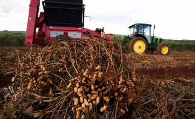 Exportação de amendoim cresce, mas produtores têm prejuízos