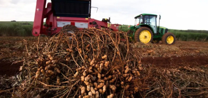 Exportação de amendoim cresce, mas produtores têm prejuízos