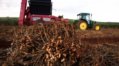 Exportação de amendoim cresce, mas produtores têm prejuízos