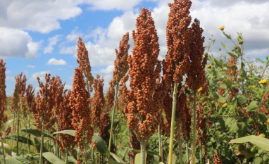 Getap lança prêmio nacional de produtividade para o sorgo e reforça expansão da cultura no Brasil