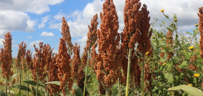 Getap lança prêmio nacional de produtividade para o sorgo e reforça expansão da cultura no Brasil