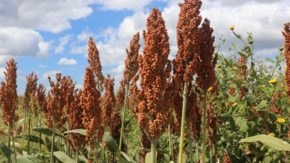 Getap lança prêmio nacional de produtividade para o sorgo e reforça expansão da cultura no Brasil