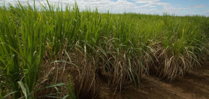 Comissão de Cana da CNA debate novo Zarc e perspectivas de mercado de açúcar e etanol