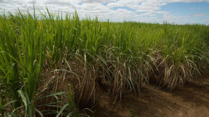 Comissão de Cana da CNA debate novo Zarc e perspectivas de mercado de açúcar e etanol