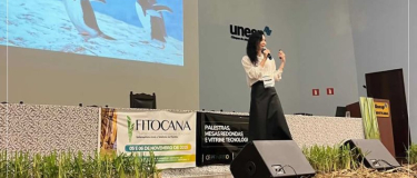 Estudos revelam novos padrões ecológicos e de dispersão do Sphenophorus levis