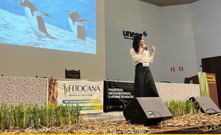 Estudos revelam novos padrões ecológicos e de dispersão do Sphenophorus levis