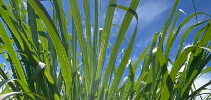 Centro-Sul deve fechar safra com 610 mi t e açúcar a 14,11 cts em NY