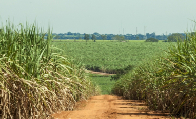 São Martinho segura vendas de etanol e projeta preços melhores no 4º tri